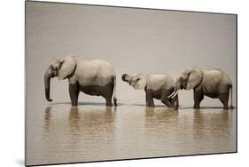 African Elephants Crossing River-Michele Westmorland-Mounted Photographic Print