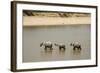 African Elephants Crossing River-Michele Westmorland-Framed Photographic Print