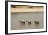 African Elephants Crossing River-Michele Westmorland-Framed Photographic Print