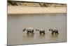 African Elephants Crossing River-Michele Westmorland-Mounted Photographic Print
