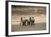 African Elephants Crossing River-Michele Westmorland-Framed Photographic Print