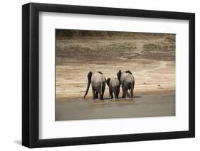 African Elephants Crossing River-Michele Westmorland-Framed Photographic Print