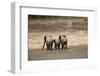 African Elephants Crossing River-Michele Westmorland-Framed Photographic Print