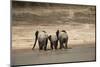 African Elephants Crossing River-Michele Westmorland-Mounted Photographic Print