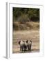 African Elephants Crossing River-Michele Westmorland-Framed Photographic Print