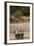 African Elephants Crossing River-Michele Westmorland-Framed Photographic Print