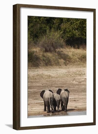 African Elephants Crossing River-Michele Westmorland-Framed Photographic Print