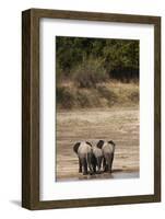 African Elephants Crossing River-Michele Westmorland-Framed Photographic Print