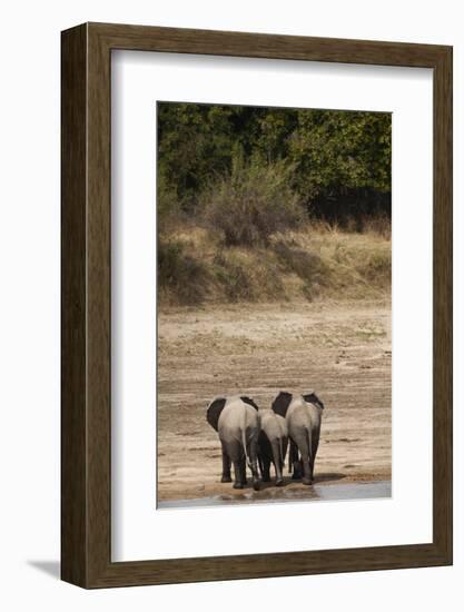 African Elephants Crossing River-Michele Westmorland-Framed Photographic Print