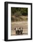 African Elephants Crossing River-Michele Westmorland-Framed Photographic Print