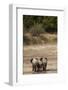 African Elephants Crossing River-Michele Westmorland-Framed Photographic Print