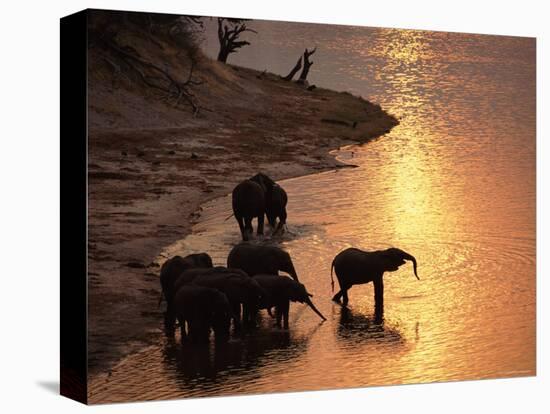 African Elephants Drinking in Chobe River at Sunset, Botswana, Southern Africa-Tony Heald-Stretched Canvas