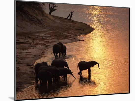 African Elephants Drinking in Chobe River at Sunset, Botswana, Southern Africa-Tony Heald-Mounted Photographic Print