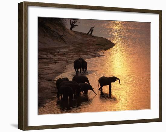 African Elephants Drinking in Chobe River at Sunset, Botswana, Southern Africa-Tony Heald-Framed Photographic Print