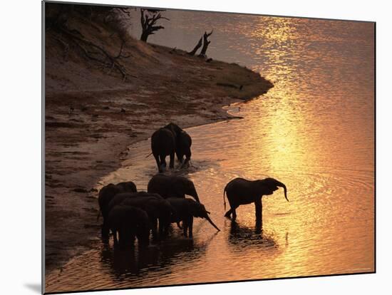 African Elephants Drinking in Chobe River at Sunset, Botswana, Southern Africa-Tony Heald-Mounted Photographic Print