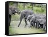 African Elephants Drinking Water in a Pond, Tarangire National Park, Tanzania-null-Framed Stretched Canvas