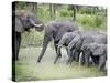 African Elephants Drinking Water in a Pond, Tarangire National Park, Tanzania-null-Stretched Canvas