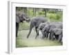 African Elephants Drinking Water in a Pond, Tarangire National Park, Tanzania-null-Framed Photographic Print