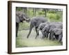 African Elephants Drinking Water in a Pond, Tarangire National Park, Tanzania-null-Framed Photographic Print