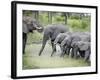 African Elephants Drinking Water in a Pond, Tarangire National Park, Tanzania-null-Framed Photographic Print