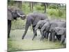 African Elephants Drinking Water in a Pond, Tarangire National Park, Tanzania-null-Mounted Photographic Print