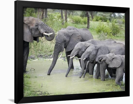 African Elephants Drinking Water in a Pond, Tarangire National Park, Tanzania-null-Framed Photographic Print