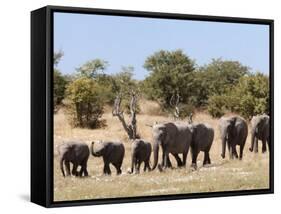 African Elephants, Etosha National Park, Namibia, Africa-Ann & Steve Toon-Framed Stretched Canvas