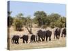 African Elephants, Etosha National Park, Namibia, Africa-Ann & Steve Toon-Stretched Canvas