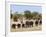 African Elephants, Etosha National Park, Namibia, Africa-Ann & Steve Toon-Framed Photographic Print