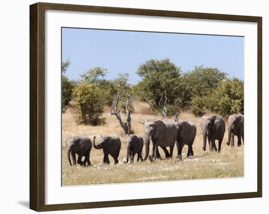African Elephants, Etosha National Park, Namibia, Africa-Ann & Steve Toon-Framed Photographic Print