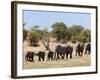 African Elephants, Etosha National Park, Namibia, Africa-Ann & Steve Toon-Framed Photographic Print