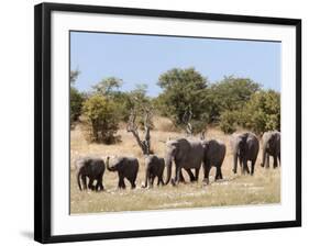 African Elephants, Etosha National Park, Namibia, Africa-Ann & Steve Toon-Framed Photographic Print