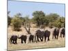 African Elephants, Etosha National Park, Namibia, Africa-Ann & Steve Toon-Mounted Photographic Print