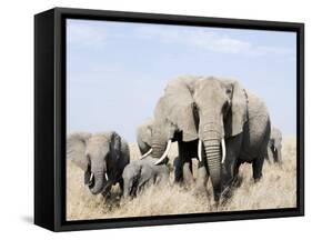 African Elephants in a Forest, Serengeti, Tanzania-null-Framed Stretched Canvas