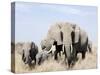 African Elephants in a Forest, Serengeti, Tanzania-null-Stretched Canvas