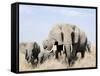 African Elephants in a Forest, Serengeti, Tanzania-null-Framed Stretched Canvas