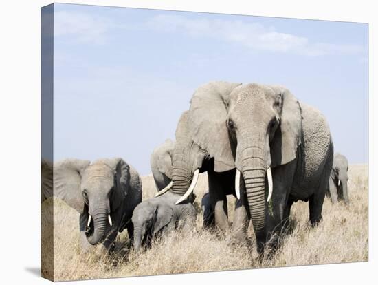 African Elephants in a Forest, Serengeti, Tanzania-null-Stretched Canvas