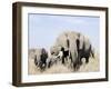 African Elephants in a Forest, Serengeti, Tanzania-null-Framed Photographic Print