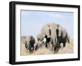 African Elephants in a Forest, Serengeti, Tanzania-null-Framed Photographic Print