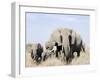 African Elephants in a Forest, Serengeti, Tanzania-null-Framed Photographic Print