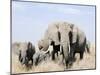 African Elephants in a Forest, Serengeti, Tanzania-null-Mounted Photographic Print