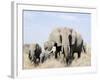 African Elephants in a Forest, Serengeti, Tanzania-null-Framed Photographic Print