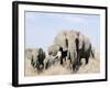 African Elephants in a Forest, Serengeti, Tanzania-null-Framed Photographic Print