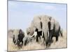 African Elephants in a Forest, Serengeti, Tanzania-null-Mounted Photographic Print