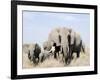 African Elephants in a Forest, Serengeti, Tanzania-null-Framed Photographic Print