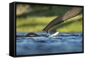 African Elephants in Chobe River, Chobe National Park, Botswana-Paul Souders-Framed Stretched Canvas