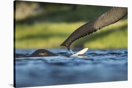 African Elephants in Chobe River, Chobe National Park, Botswana-Paul Souders-Stretched Canvas