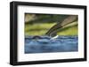 African Elephants in Chobe River, Chobe National Park, Botswana-Paul Souders-Framed Photographic Print