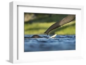 African Elephants in Chobe River, Chobe National Park, Botswana-Paul Souders-Framed Photographic Print