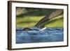 African Elephants in Chobe River, Chobe National Park, Botswana-Paul Souders-Framed Photographic Print